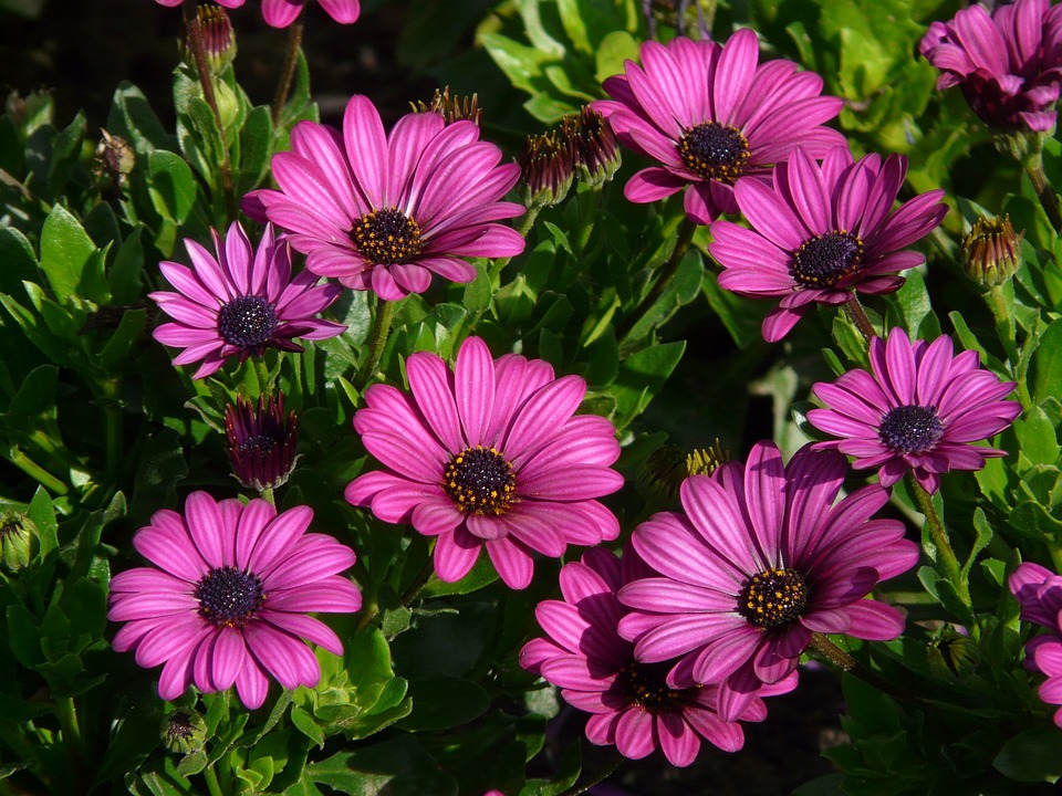 gerberas