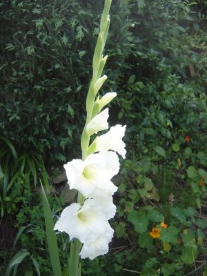 gladiolo-branco