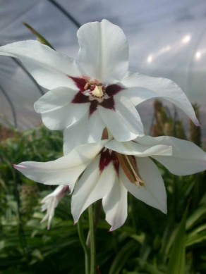 gladiolus callianthus