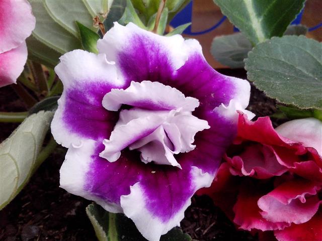 -gloxinia