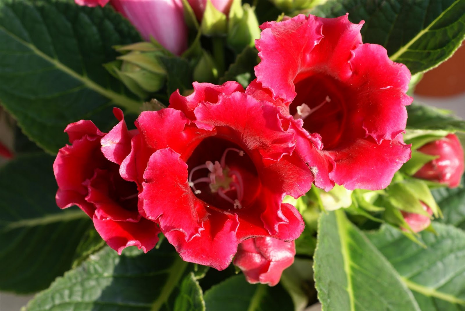 gloxinia-1