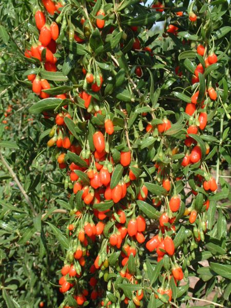 goji-berries