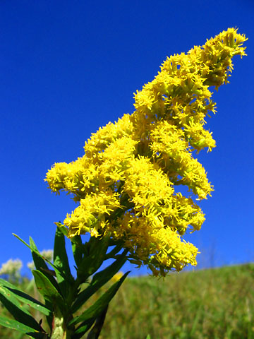 goldenrod-360x480