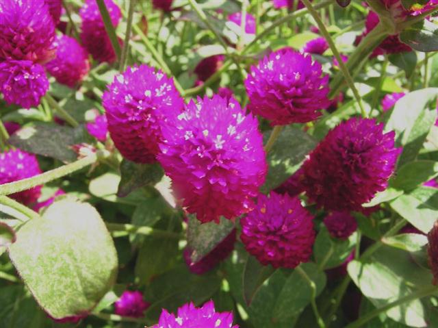 gomphrena-globosa (Small)