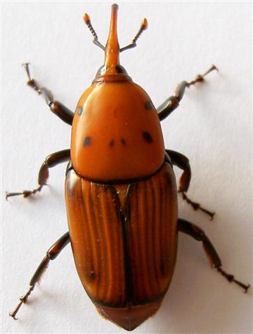 gorgulho (Small)
