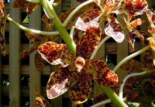 grammatophyllun speciosum