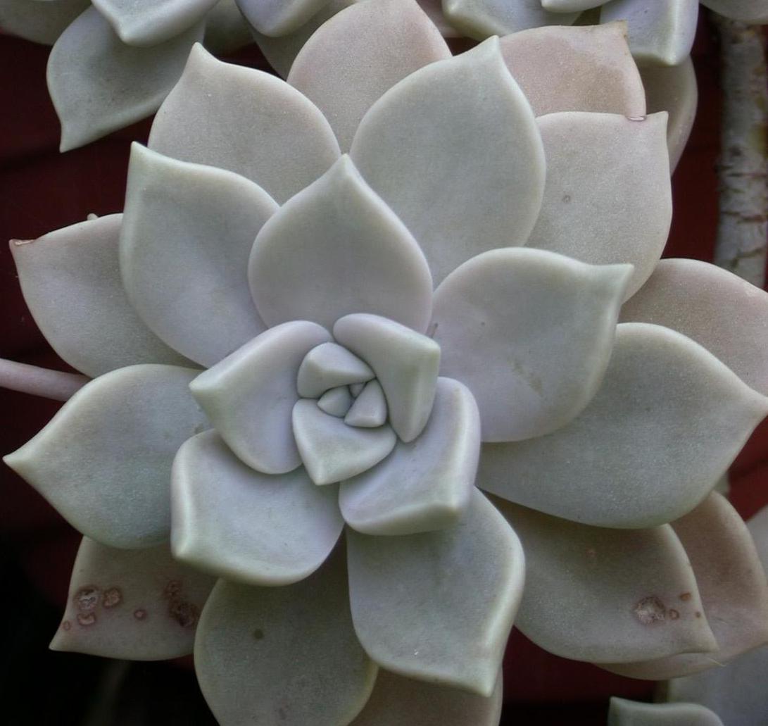 graptopetalum-paraguayense