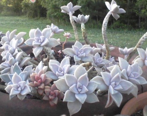 graptopetalum-paraguayense