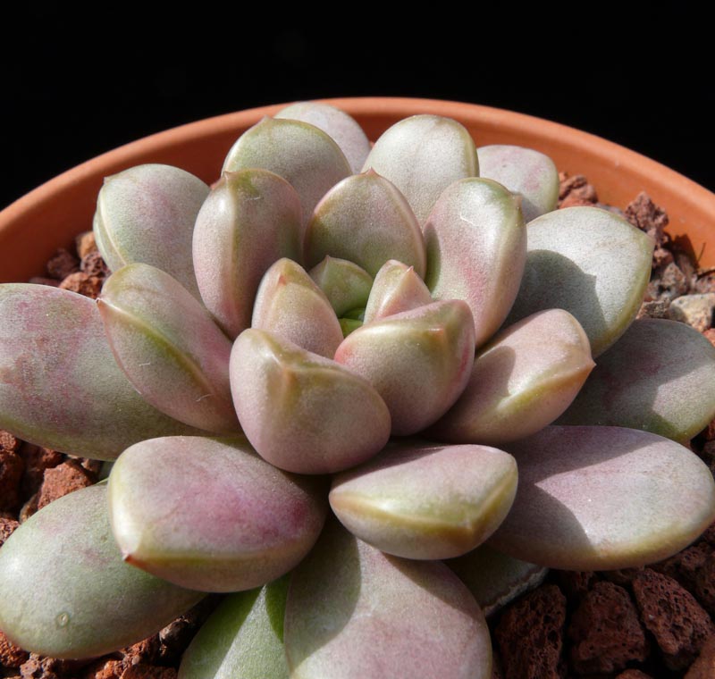 graptoveria_amethorum