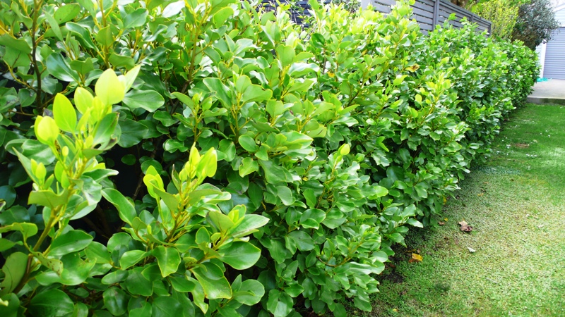 griselinia-hedge