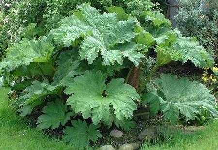 gunnera-manicata