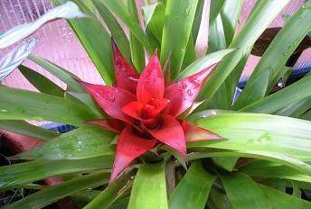 guzmania_lingulata