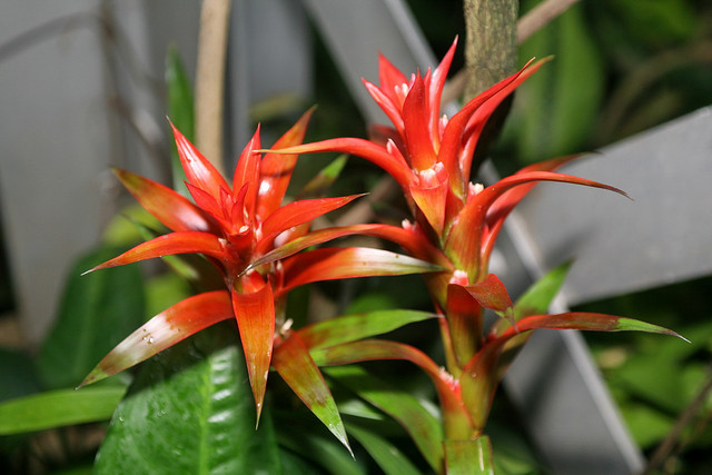 guzmania_orangeade