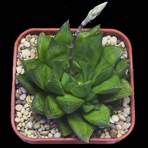 haworthia-cuspidata