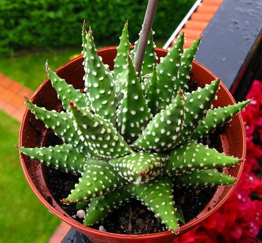 haworthia-margaritifera