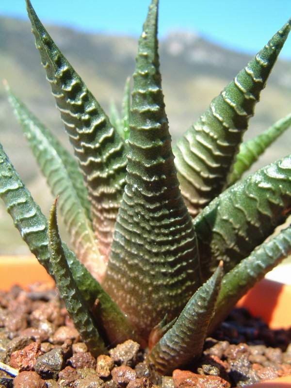 haworthia