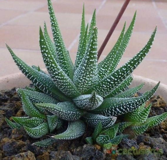 haworthia