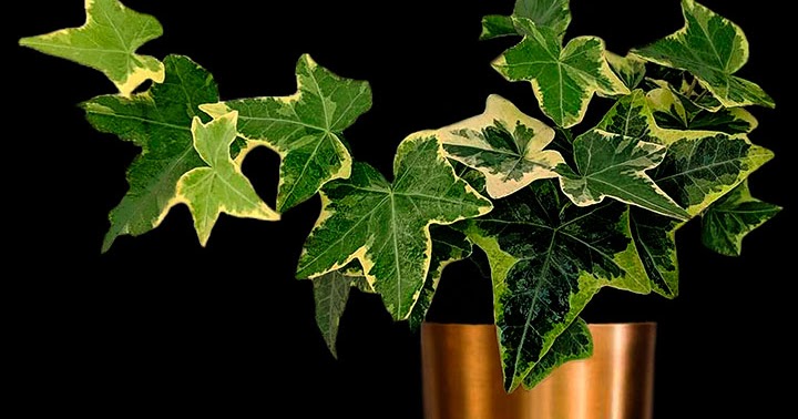 hedera_helix_01