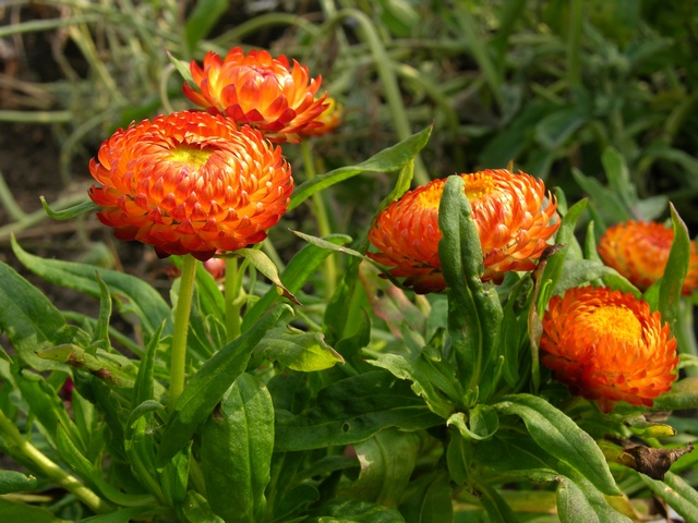 helichrysum-bracteatum