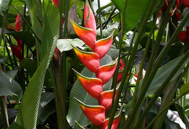 heliconia-bihai