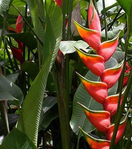 heliconia-bihai