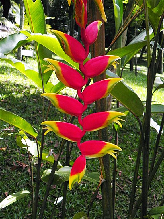 heliconia rostrata 1