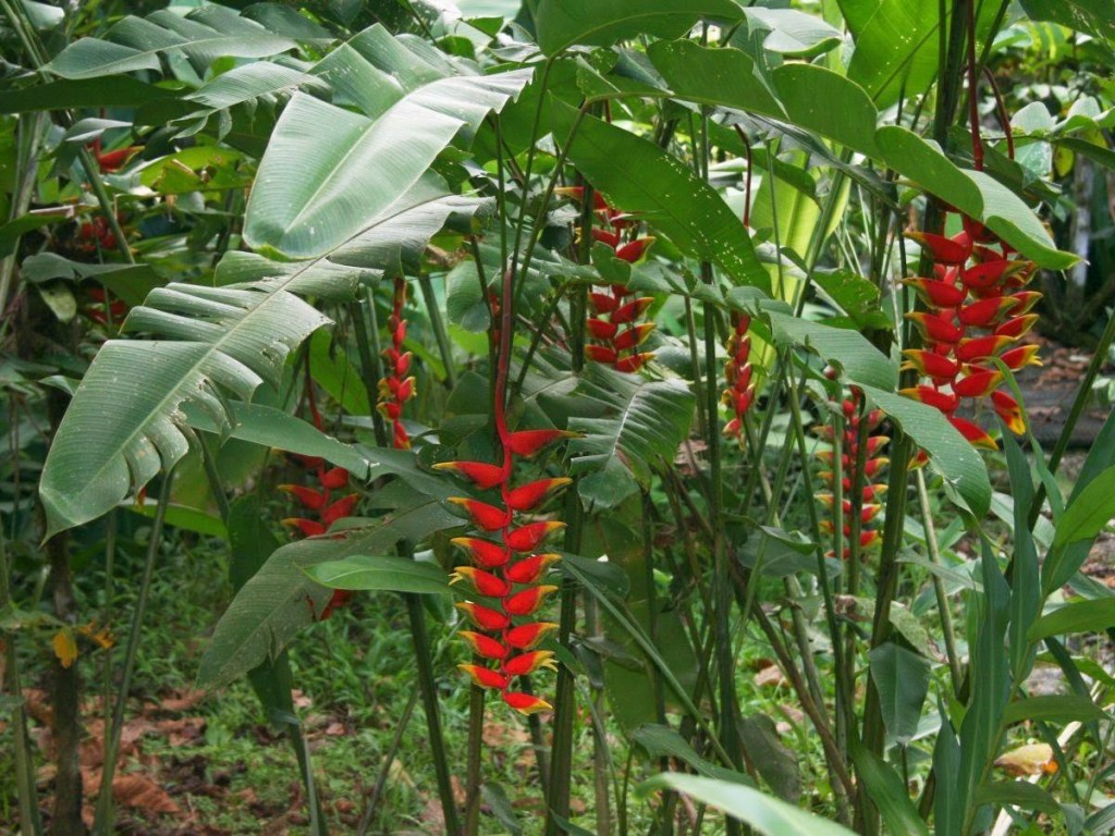 heliconia-rostrata-D