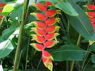 heliconia rostrata