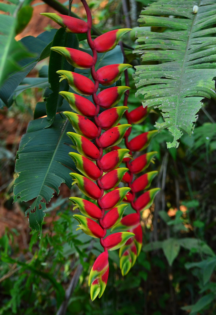 heliconia