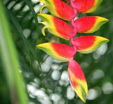 heliconia