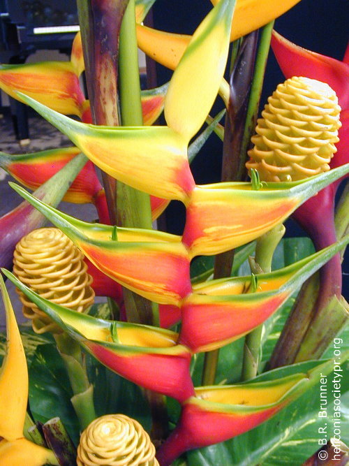 heliconia_bihail