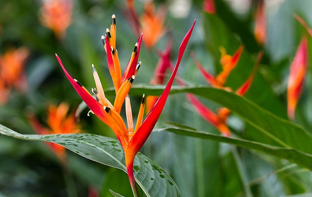 heliconiapapagaio