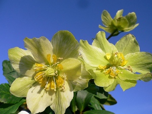 helleborus-yellow