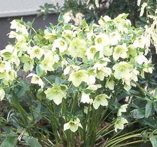 helleborus