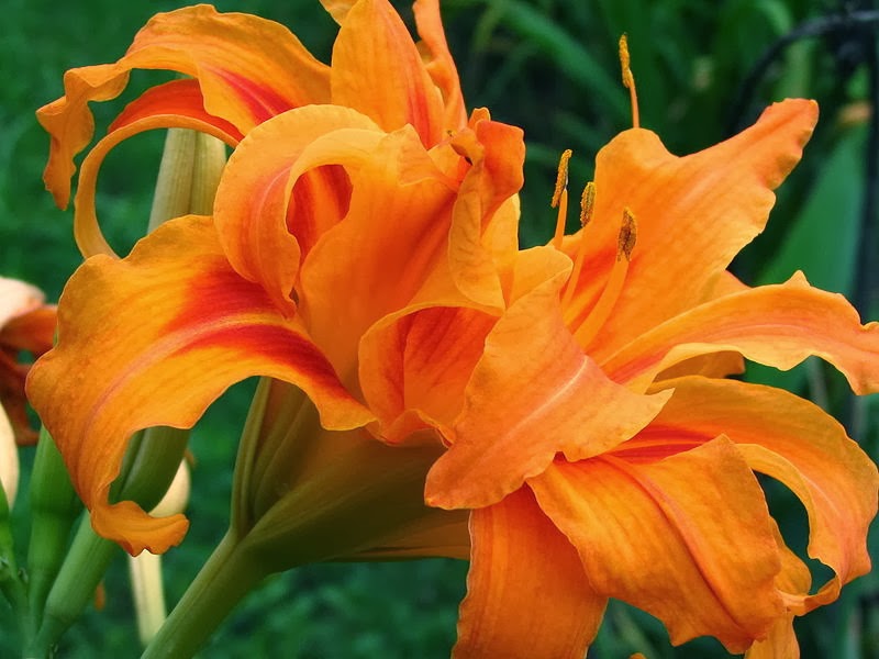 hemerocallis 4