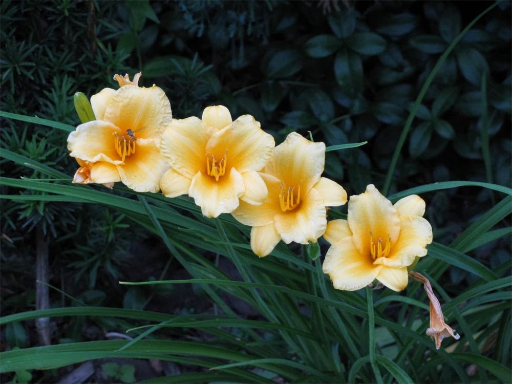 hemerocallis