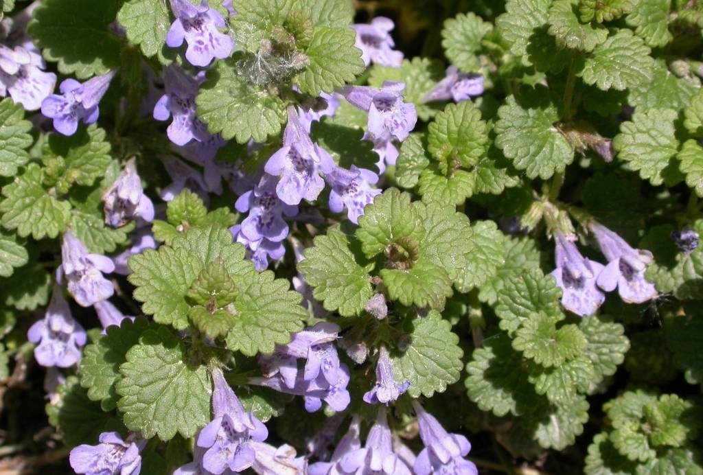 hera-terrestre-glechoma-hederacea-1