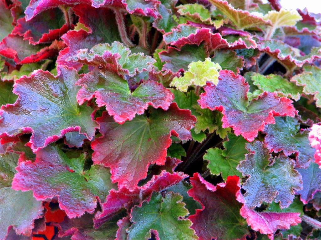 heuchera 