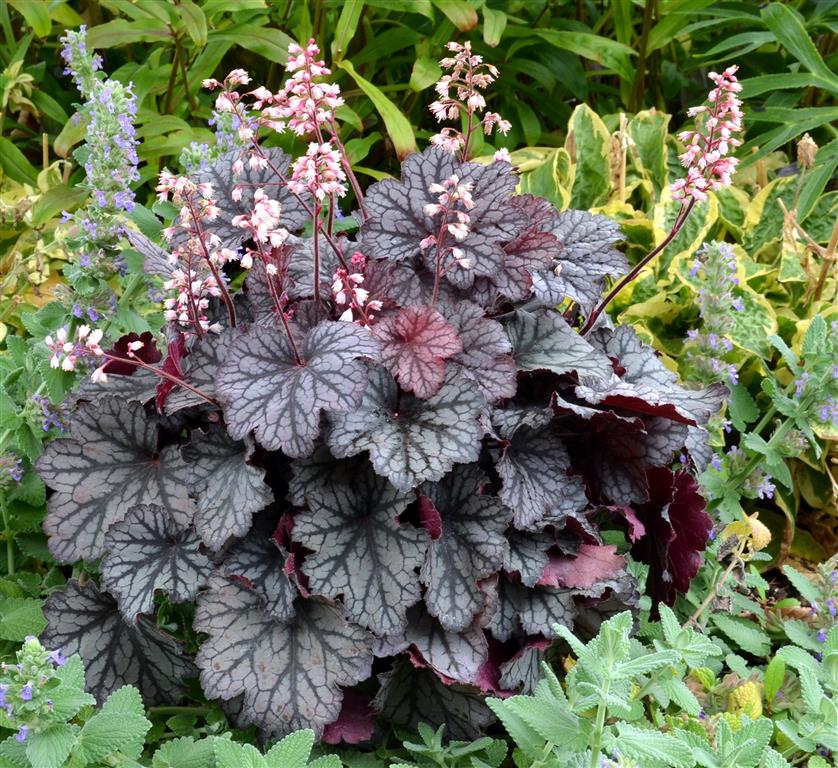 heuchera