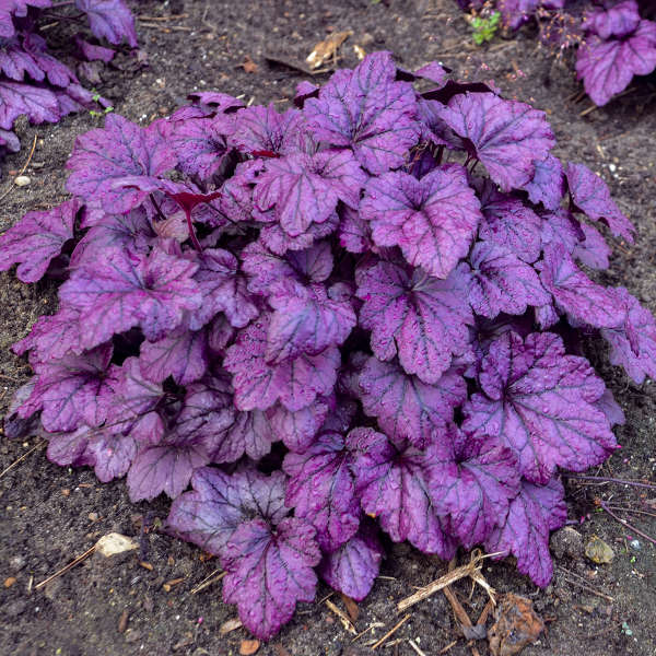 heuchera_1