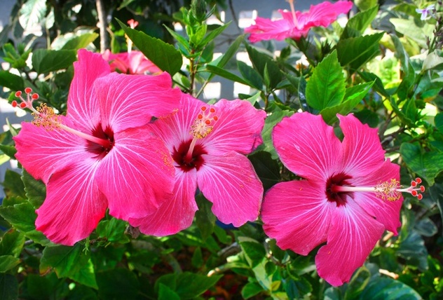 hibisco