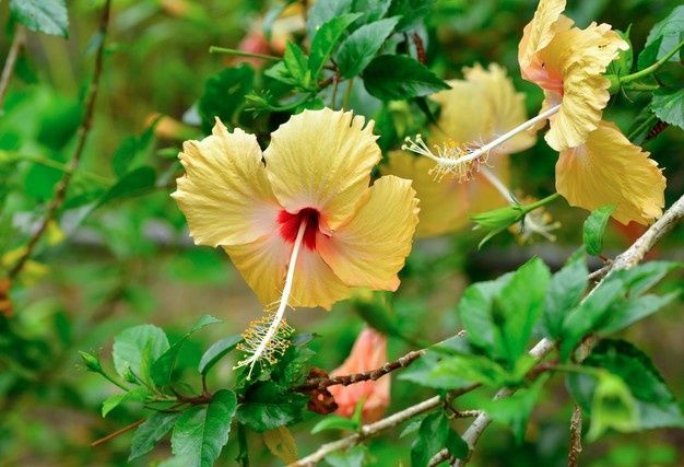 hibisco-amarelo-hibiscus-sinensis