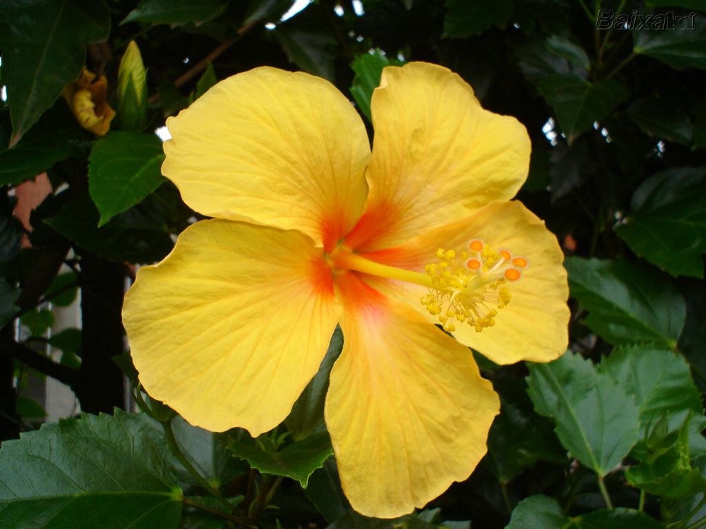 hibisco-amarelo