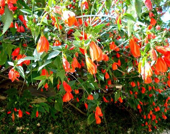 hibisco-colibri