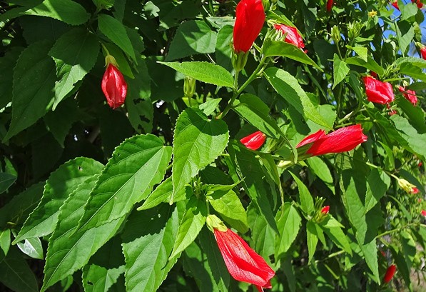 hibisco-colibri-malvaviscus-arboreus