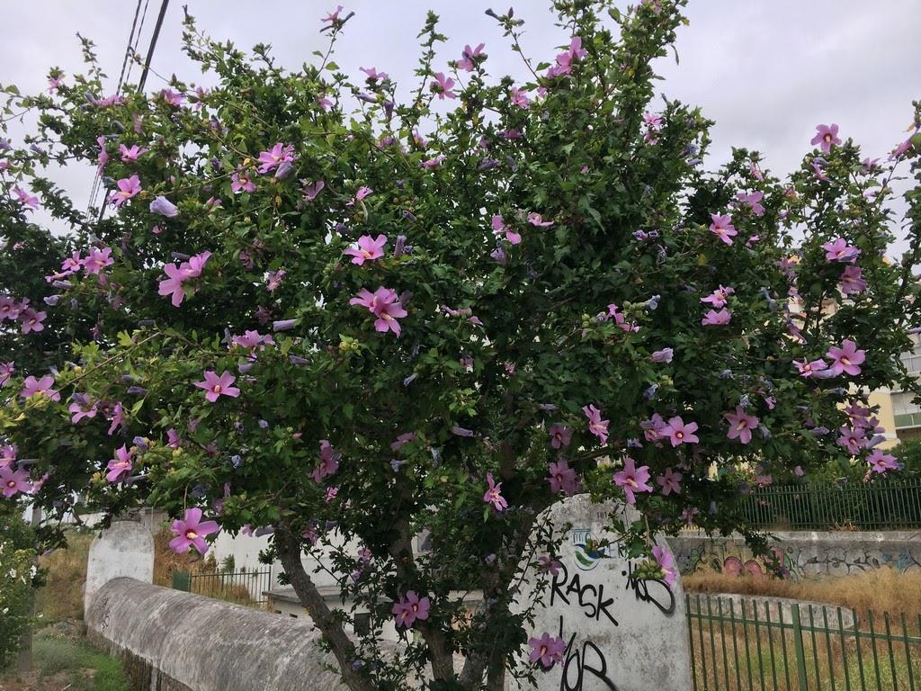 hibisco da síria 