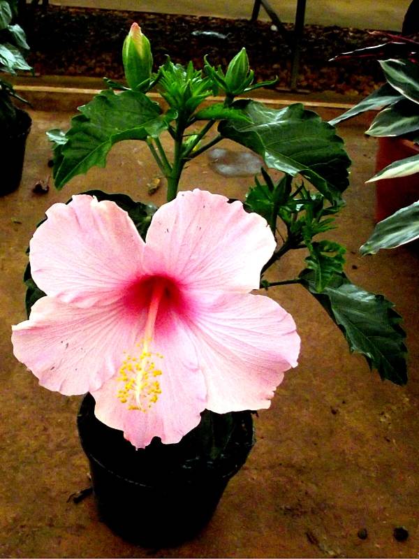 Cultivo do Hibisco - PlantaSonya - O seu blog sobre cultivo de plantas