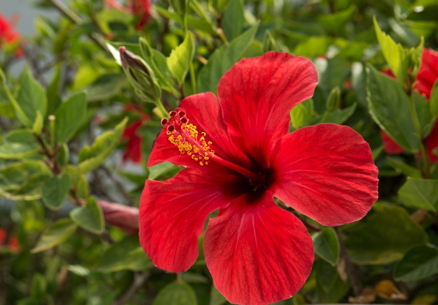 hibisco