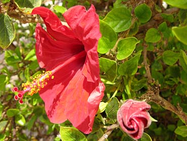 hibisco