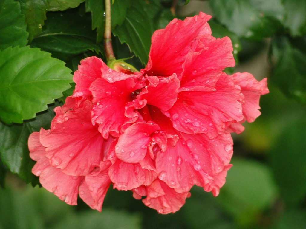 hibisco21